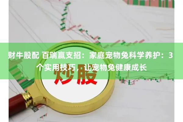 财牛股配 百瑞赢支招：家庭宠物兔科学养护：3 个实用技巧，让宠物兔健康成长